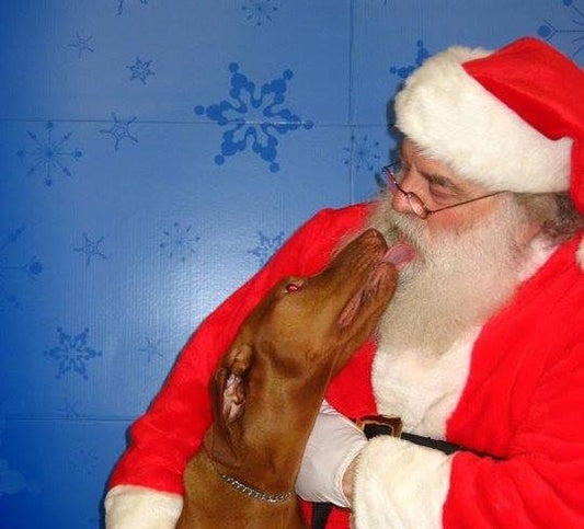 How to Enjoy a Stress-Free Holiday Season with Your Vizsla