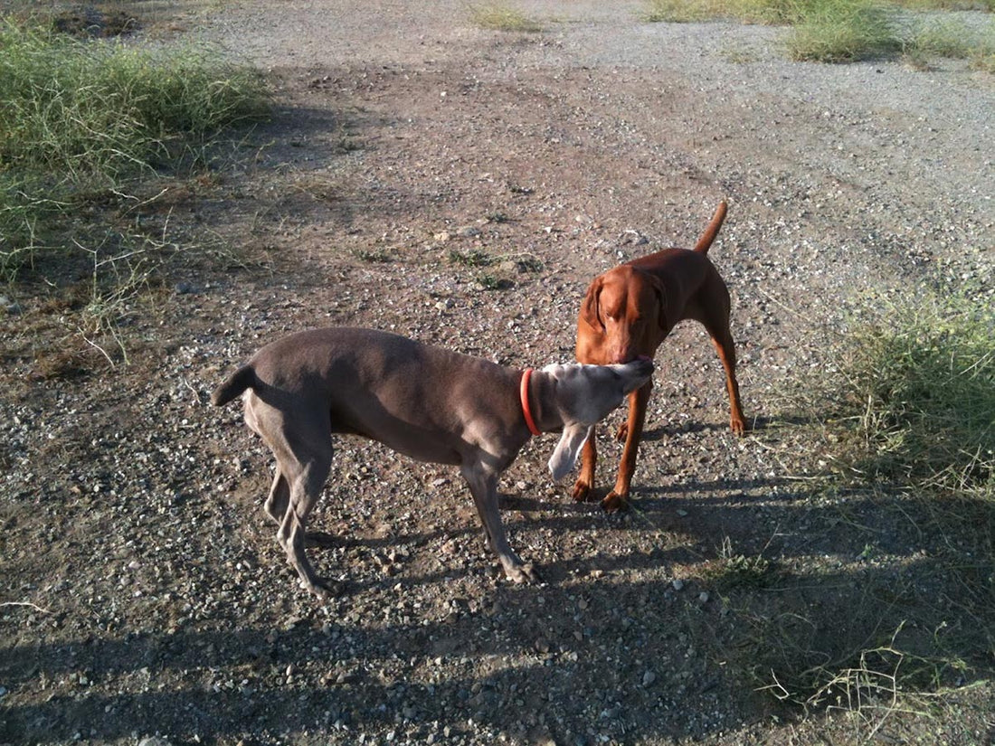 10 Essential Safety Tips for Traveling with Your Vizsla in Hot Weather