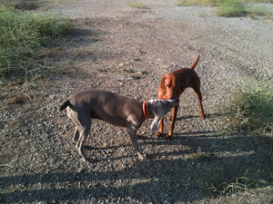 10 Essential Safety Tips for Traveling with Your Vizsla in Hot Weather