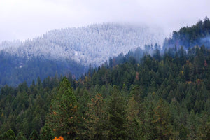 Northern Echoes: The Day I Met Sasquatch (And the Joy of the Wild Unknown)