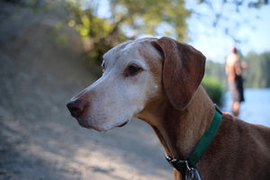 Daily Care for Dogs with Dementia: Simple Tips to Keep Your Furry Friend Thriving