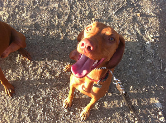 Red Dog Love: A Vizsla Mom's Tale This Mother's Day