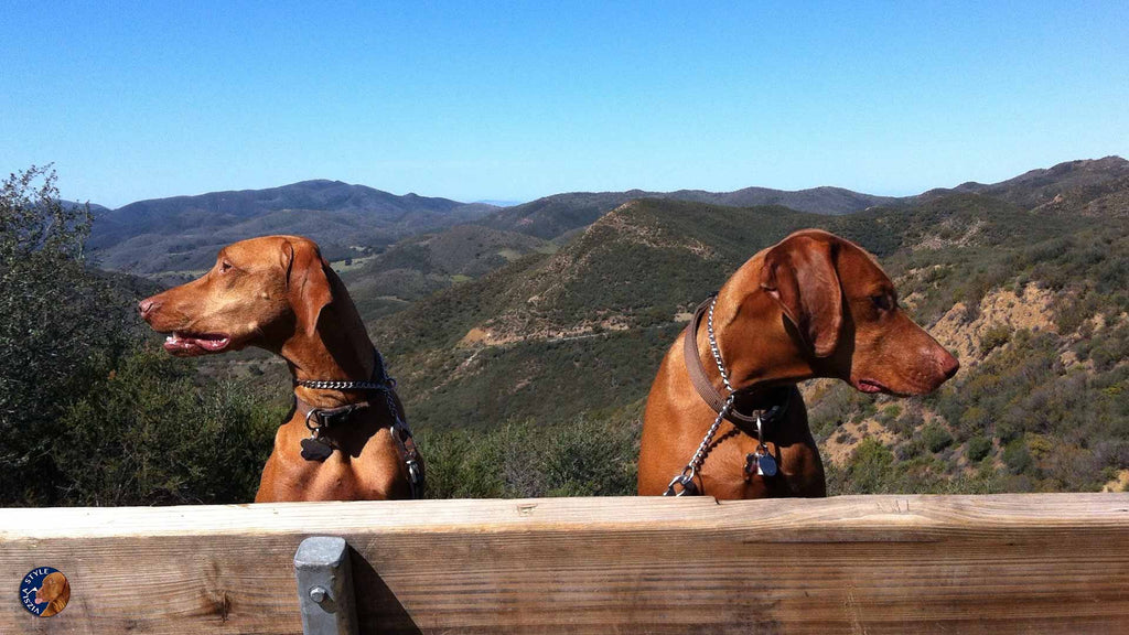 Vizsla Style