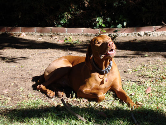 The Vizsla's & The Bully Sticks